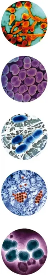 Seis fotografías microscópicas circulares de diferentes bacterias (cocos naranjas, diplococos morados, bacilos azules, racimos, cocos verde-azules y grupos de cocos morados) que ilustran las formas bacterianas mencionadas en el proyecto.