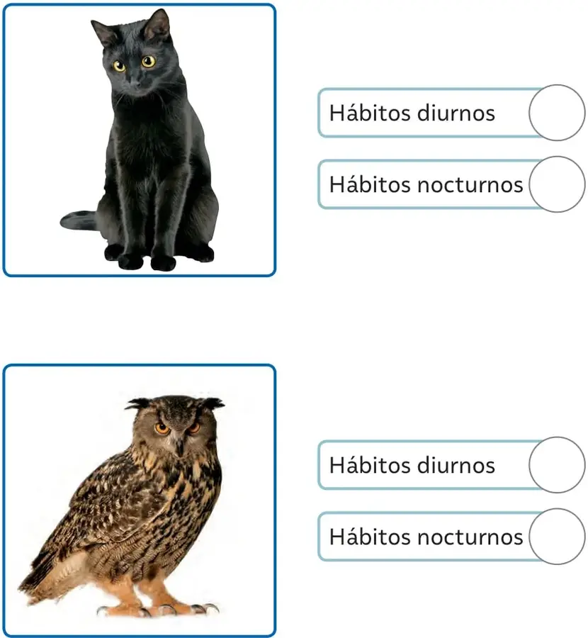 Fotografía de un gato negro sentado, con ojos amarillos, dentro de un recuadro azul. A la derecha tiene dos alternativas con círculos para marcar: 'Hábitos diurnos' y 'Hábitos nocturnos'.