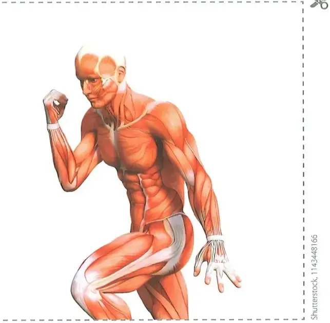 Ilustración del cuerpo humano con los músculos visibles, dentro de un recuadro de líneas punteadas marcado para recortar.