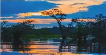 Fotografía de la Reserva de Producción de Fauna Cuyabeno, con bosques inundados, árboles, agua y un paisaje amazónico.