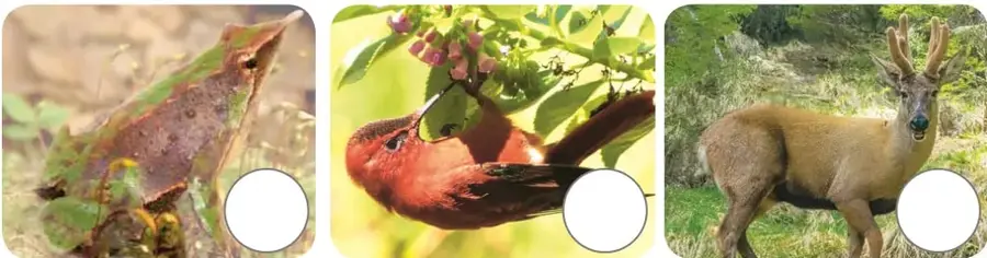 Fotografía de una Ranita de Darwin de color verde y marrón sobre una hoja.