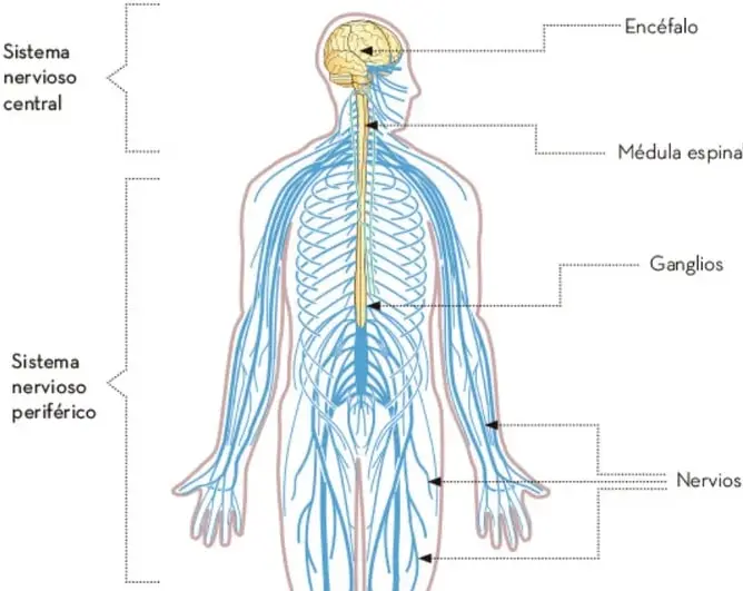 Figura del cuerpo humano que muestra la organización del sistema nervioso: encéfalo y médula espinal (SNC), y ganglios y nervios (SNP).