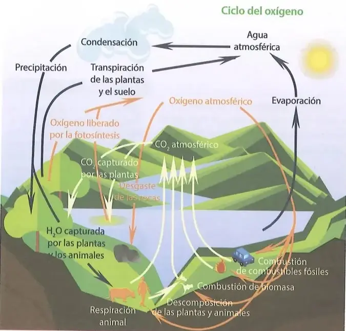 Figura 2 de Ciencias Naturales 8° · Egb 8 Ciencias Naturales 2025 · 2025