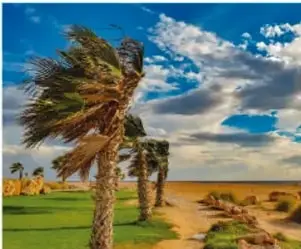 Fotografía de palmeras inclinadas por el viento frente a un cielo nublado, ilustrando la regulación del clima.