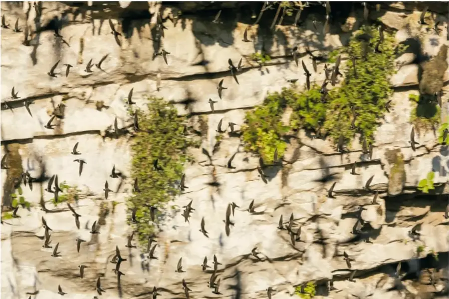 Fotografía de la pared de un precipicio con numerosas golondrinas volando, vegetación entre las rocas, mostrando la gran verticalidad del Sótano de las Golondrinas.