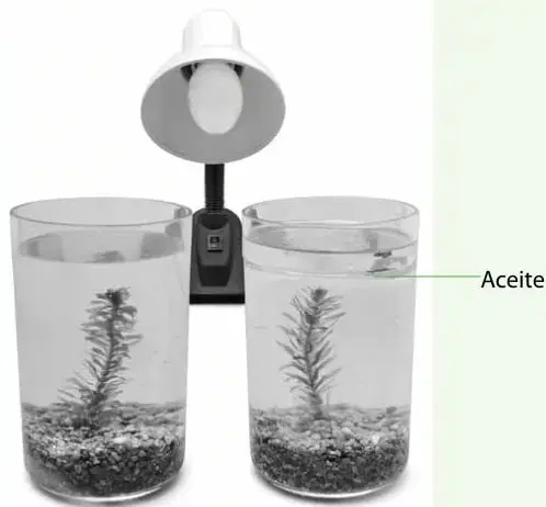 Fotografía de dos frascos de vidrio con agua, piedrecillas y una rama de elodea cada uno, iluminados por una lámpara. El frasco derecho tiene una capa de aceite en la superficie, señalada con una flecha y la palabra 'Aceite'.
