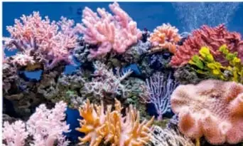 Bosque de coral con corales de diversos colores