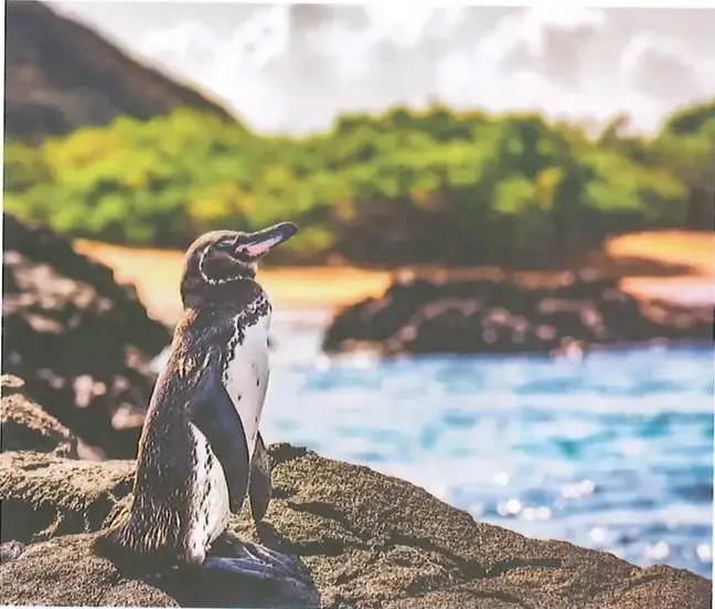 Fotografía de un pingüino endémico de Galápagos, Spheniscus mendiculus, sobre rocas junto al mar.