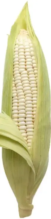 Mazorca de maíz blanco con hojas verdes, símbolo central de la unidad.