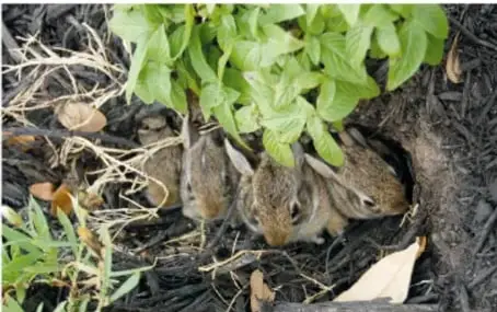 Fotografía de dos teporingos (conejos café grisáceo) escondidos entre hierba verde y ramas secas, casi camuflados.
