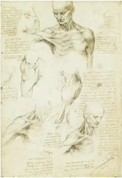 Lámina 'La anatomía superficial del hombro y el cuello; Los músculos del hombro' (ca. 1510-1511): varios estudios de torsos, hombros y cuellos sin piel, mostrando los músculos, con notas manuscritas.