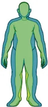 Silueta humana verde que muestra zonas de acumulación de grasa.