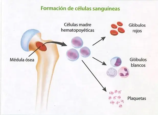 Figura 2 de Ciencias Naturales 9° · 2025