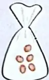 Ilustración de una funda plástica con semillas para representar agrupaciones.