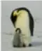 Pequeña imagen de un pingüino Emperador adulto con su cría.
