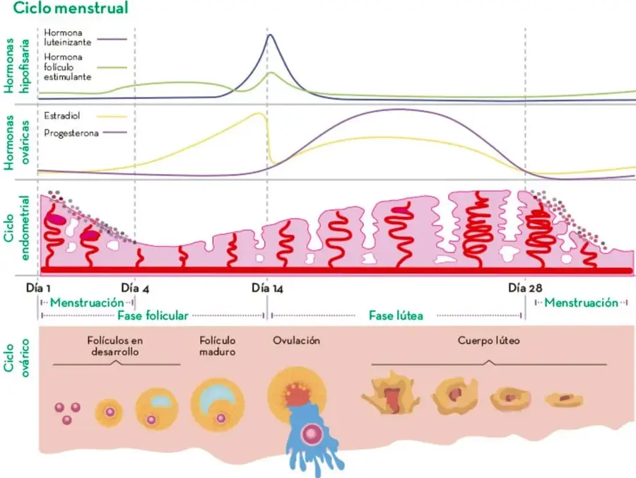 Gráfico del ciclo menstrual con cuatro paneles: hormonas hipofisarias (LH y FSH), hormonas ováricas (estradiol y progesterona), ciclo endometrial y ciclo ovárico. Se marcan los días 1, 4, 14 y 28, y las fases menstruación, folicular y lútea.