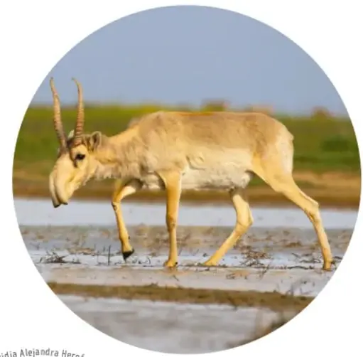 Fotografía de una saiga de pelaje amarillento y cuernos largos y claros, caminando junto al agua.