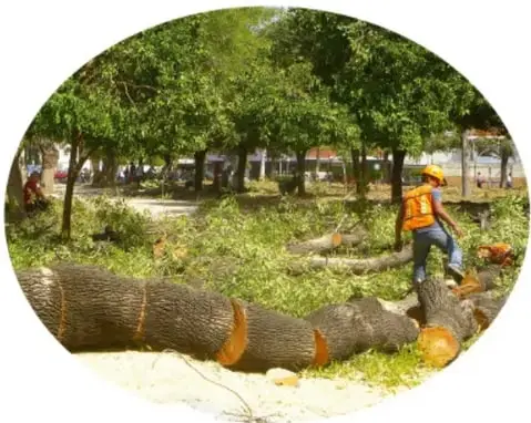 Fotografía circular de trabajadores con equipo de seguridad cortando un tronco grande en una zona con árboles y maleza.