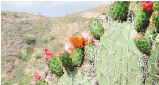 Fotografía de nopales tuneros en un cerro, con flores y tunas rojas.
