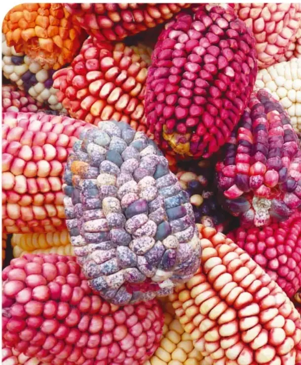 Mano en tonos magenta sosteniendo granos y granos de maíz, con estilo de fotomontaje en dos tintas.