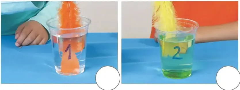 Dos fotografías: vaso 1 con agua transparente y vaso 2 con agua verde, cada una con un círculo para marcar.