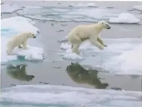 Dos osos polares se desplazan sobre fragmentos de hielo que se están derritiendo. La imagen representa la pérdida de hielo polar y la dificultad de supervivencia de estas especies.