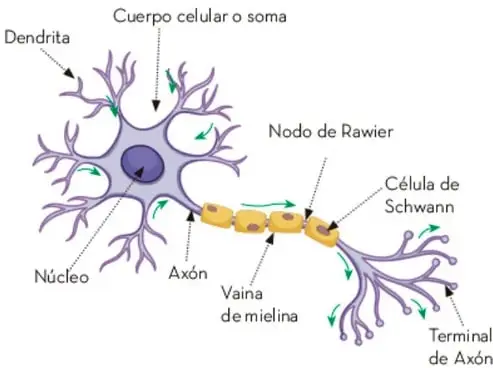 Esquema de una neurona con sus partes señaladas: dendrita, cuerpo celular o soma, núcleo, axón, nodo de Ranvier, vaina de mielina, célula de Schwann y terminal de axón.