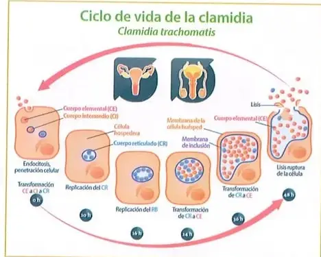 Diagrama del ciclo de vida de Chlamydia trachomatis, desde la infección y multiplicación dentro de una célula hasta la liberación de nuevas bacterias.