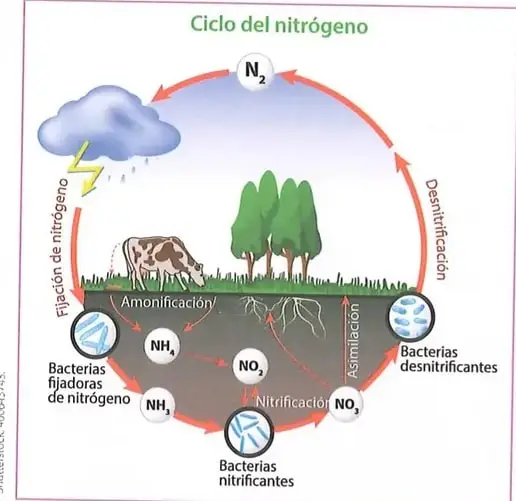 Diagrama circular del ciclo del nitrógeno. Muestra el nitrógeno atmosférico, la fijación por bacterias y descargas eléctricas, la amonificación, la nitrificación, la asimilación por las plantas y la desnitrificación.