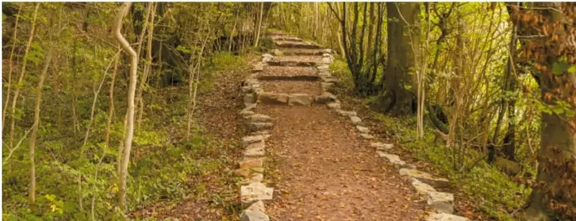 Fotografía de un camino de terracería o brecha en un bosque, con piedras bordeando la senda.