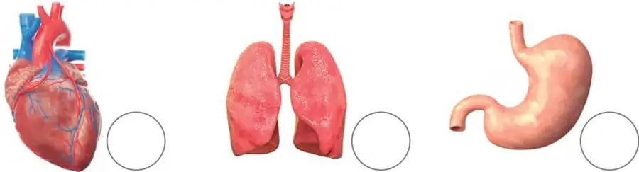 Nuevamente las tres ilustraciones de corazón, pulmones y estómago, cada una con un círculo para marcar la respuesta.