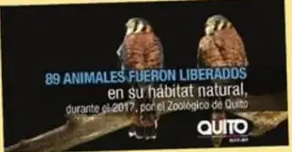 Noticia web amarilla con foto de búhos rescatados.