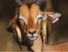 Antílope acompañado por dos aves orejas de pico rojo que buscan garrapatas sobre su cabeza; representa una relación interespecífica.
