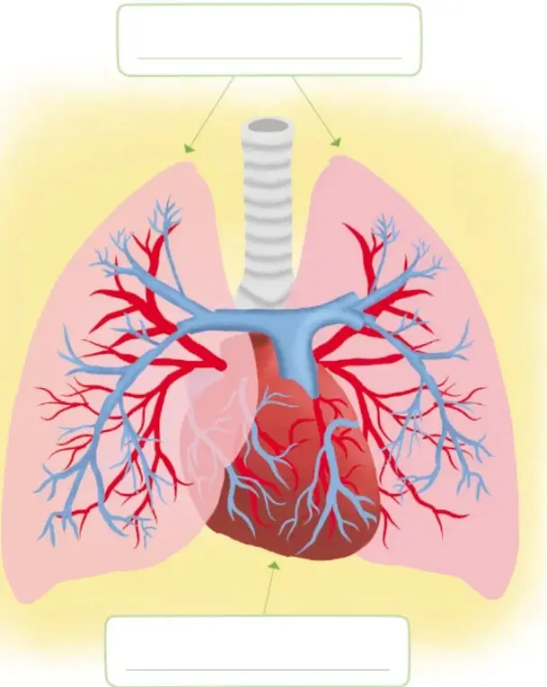 Esquema del aparato respiratorio con la tráquea en la parte superior, los pulmones a los lados y el corazón al centro; dos recuadros vacíos con flechas para completar los nombres.
