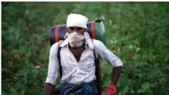 Trabajador con mascarilla y mochila de fumigación en campo de algodón.