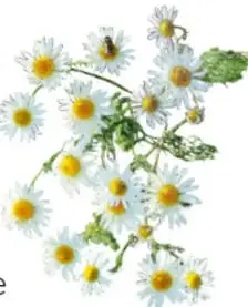 Flores de cempasúchil naranjas.