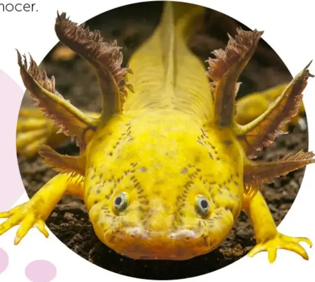 Fotografía de un axolote amarillo visto de frente, con sus branquias externas en forma de plumas alrededor de la cabeza, ojos pequeños y boca que parece sonreír.