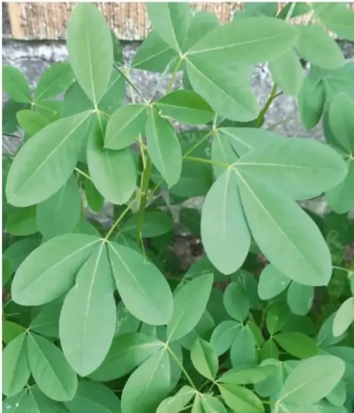 Fotografía de una planta de hojas verdes palmaticompuestas (cinco folíolos), posiblemente una yuca o cassava, representando los huertos de los que habla el texto.