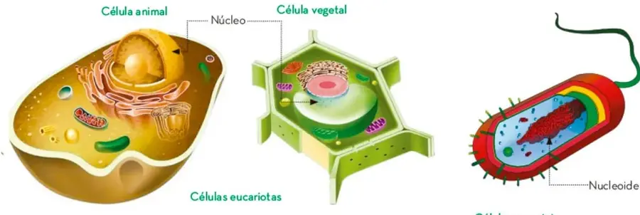 Ilustración de una célula animal con núcleo señalado y organelos visibles.
