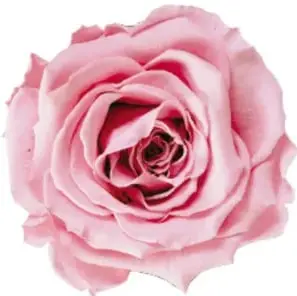 Fotografía de una rosa rosa (color) muy abierta, ilustrando el poema 'A una rosa'.