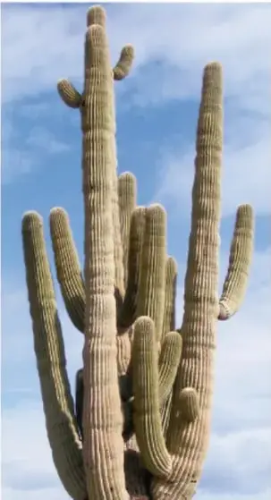 Ilustración grande de un cactus tipo saguaro con dos brazos, verde con costillas verticales claras y espinas amarillas, sobre manchas de acuarela verde y azul con suelo café.