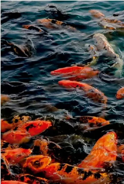Fotografía de peces koi nadando en agua oscura, usada como ilustración de ecosistemas acuáticos.