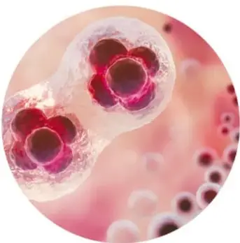 Fotografía circular microscópica de la fecundación: espermatozoides junto a un óvulo.
