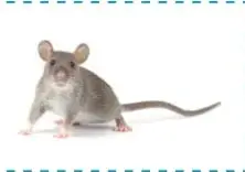 Ratón gris de cuerpo pequeño con cola larga.