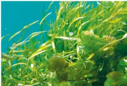 Algas verdes filamentosas sumergidas en agua, ejemplo de organismos autótrofos.