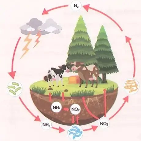 Figura 1 de Ciencias Naturales 8° · Egb 8 Ciencias Naturales 2025 · 2025