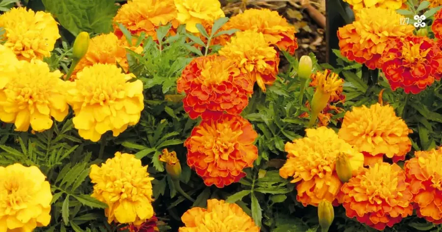 Fotografía de muchas flores de cempasúchil en colores amarillo, naranja y rojo anaranjado, con hojas verdes finas, muy juntas.