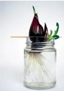 Fotografía de una cebolla morada sostenida con palillos sobre un frasco con agua.
