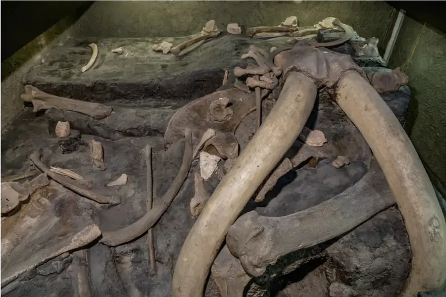 Fotografía de restos fósiles de un gran animal prehistórico, probablemente un mamut, con huesos largos y colmillos, exhibidos en un museo o sitio arqueológico.