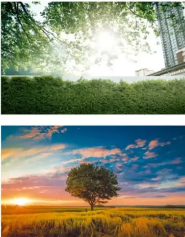 Dos fotografías: una de árboles y arbustos verdes que ilustran las barreras vivas y otra de un árbol solitario en un campo al atardecer.
